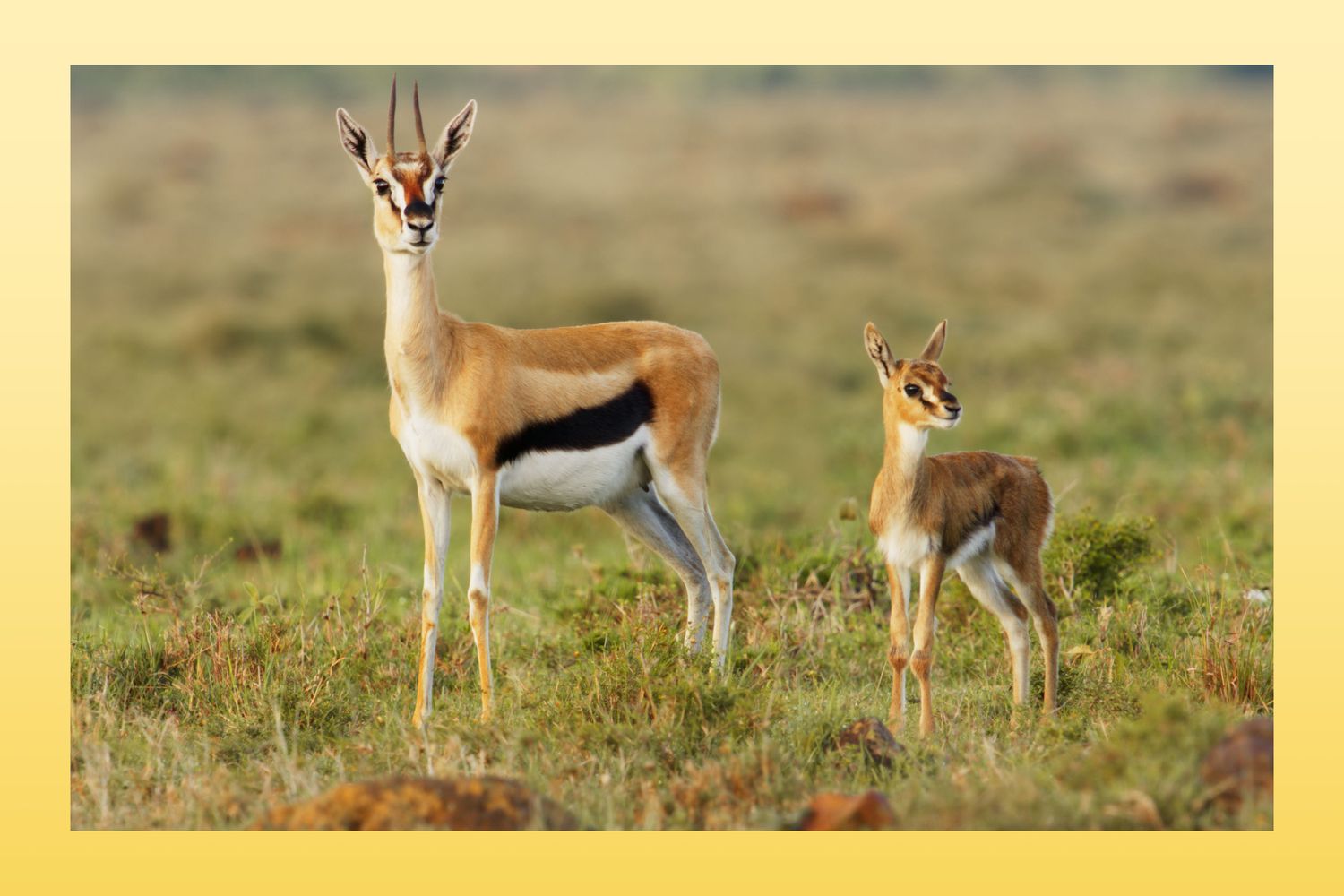 New Nat Geo Show Celebrates Nature’s ‘Terrible Parents’